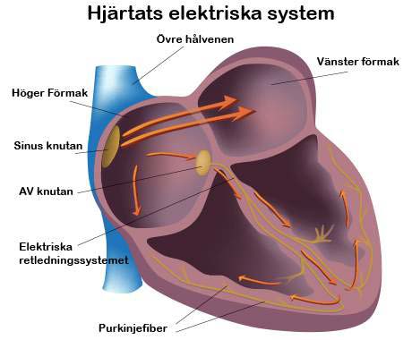 Hjärtats elektriska system