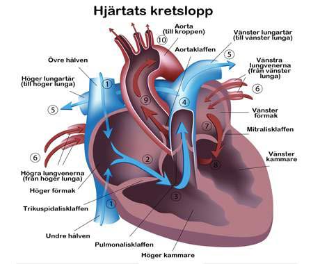 Hjärtats kretslopp