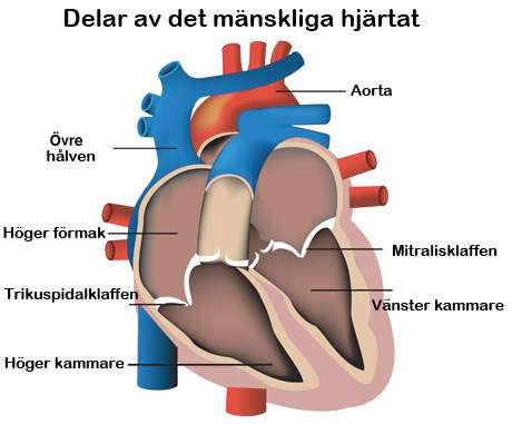 Ditt hjärta